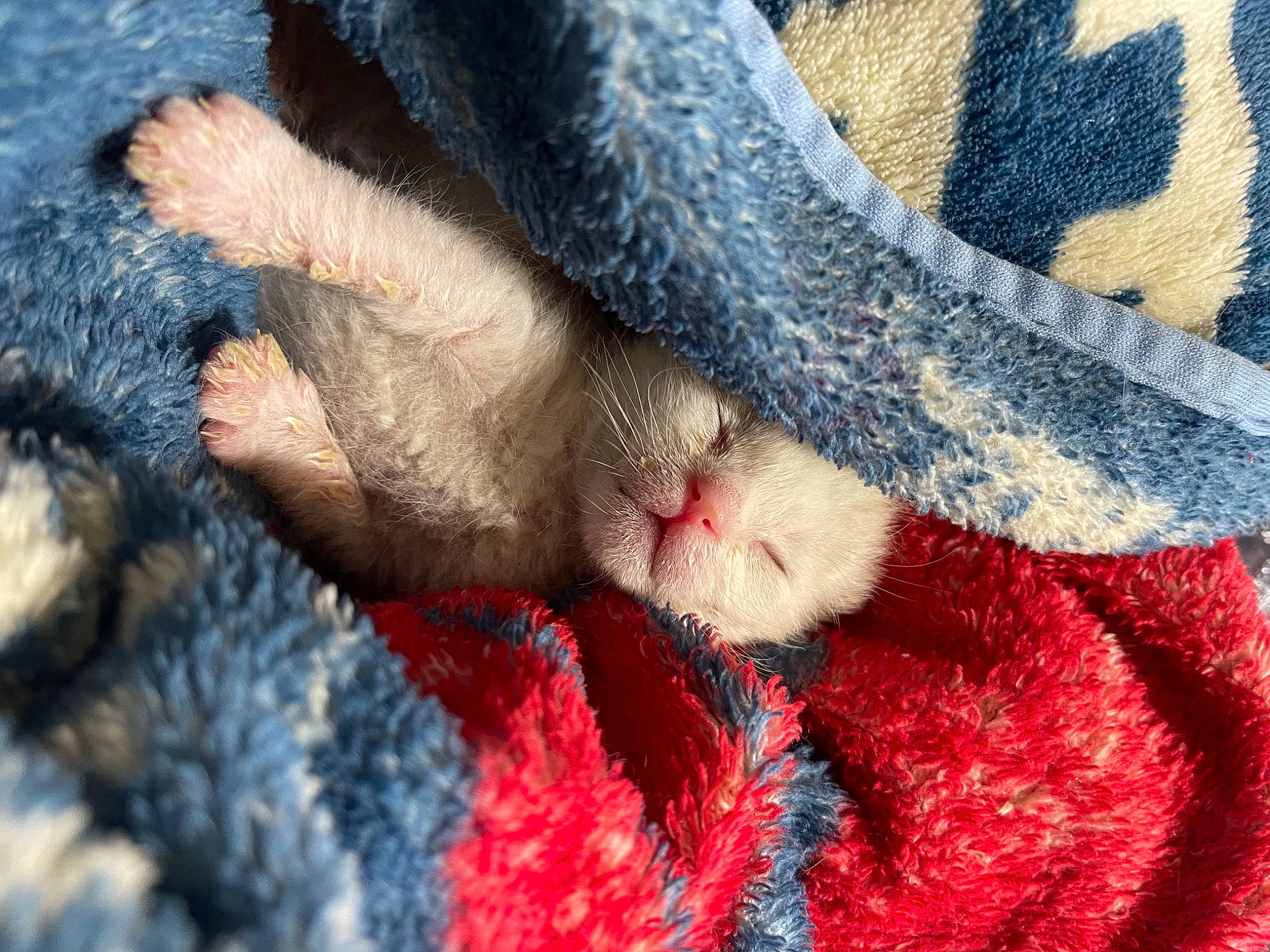 Dumpling joined the competition — help win amazing prizes! carnivore, cat, close_up, electric_blue, fawn, felidae, foot, fur, gesture, human_leg, leg, mammal, nail, organism, small_to_medium_sized_cats, snout, tail, vertebrate, whiskers, wool