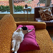 Geo is registered to the contest to win money with this photo: autumn, black_and_white, cat, couch, cozy, daylight, furniture, home, indoor, leaves, living_room, magenta, nature, pet, pillow, relaxing, stretching, tree, window, yellow