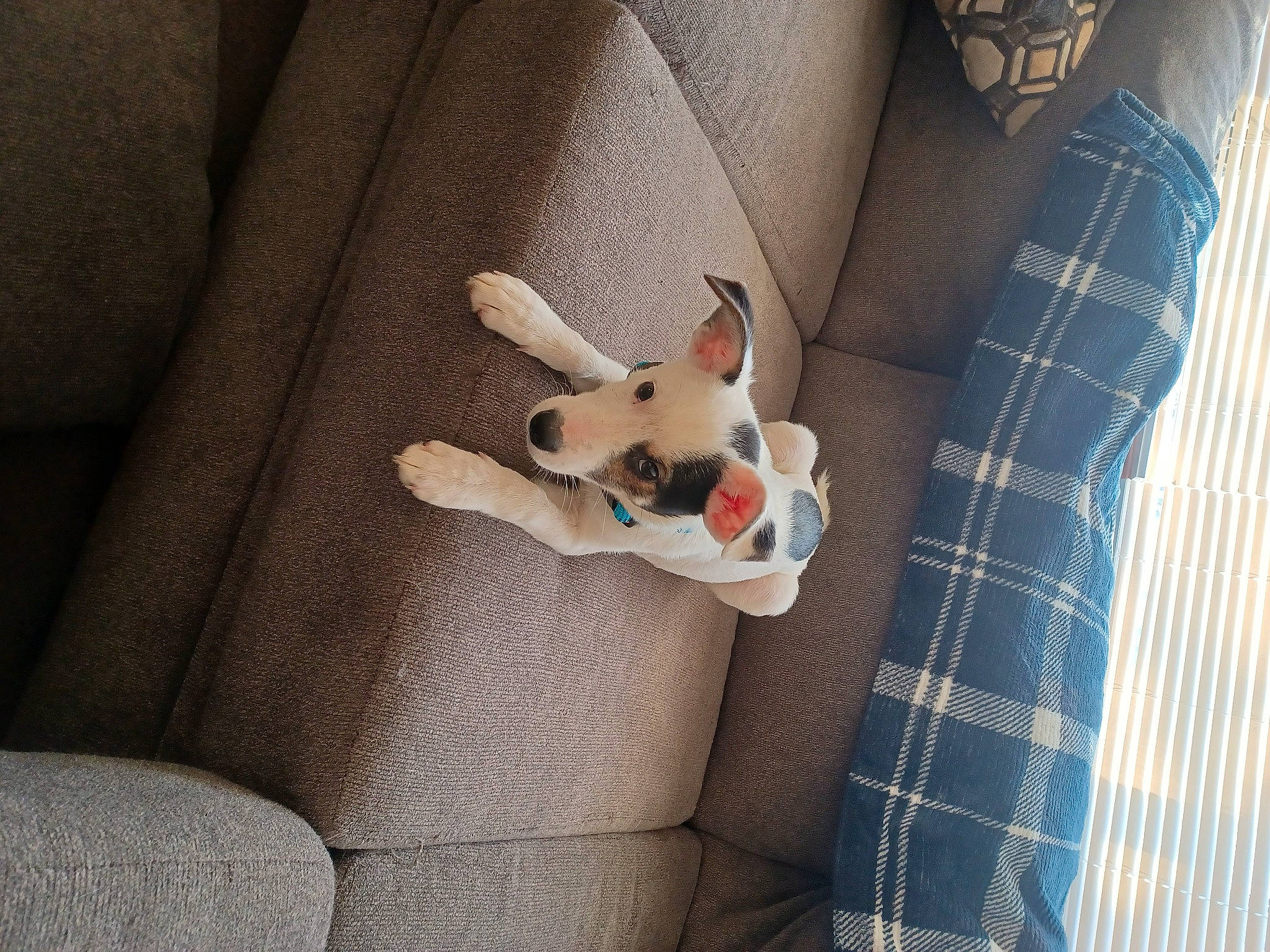 Axel joined the competition — help win amazing prizes! canidae, carnivore, comfort, companion_dog, couch, dog, dog_breed, dog_supply, fawn, linens, pattern, pillow, plaid, room, stuffed_toy, tartan, textile, throw_pillow, toy_dog, working_animal