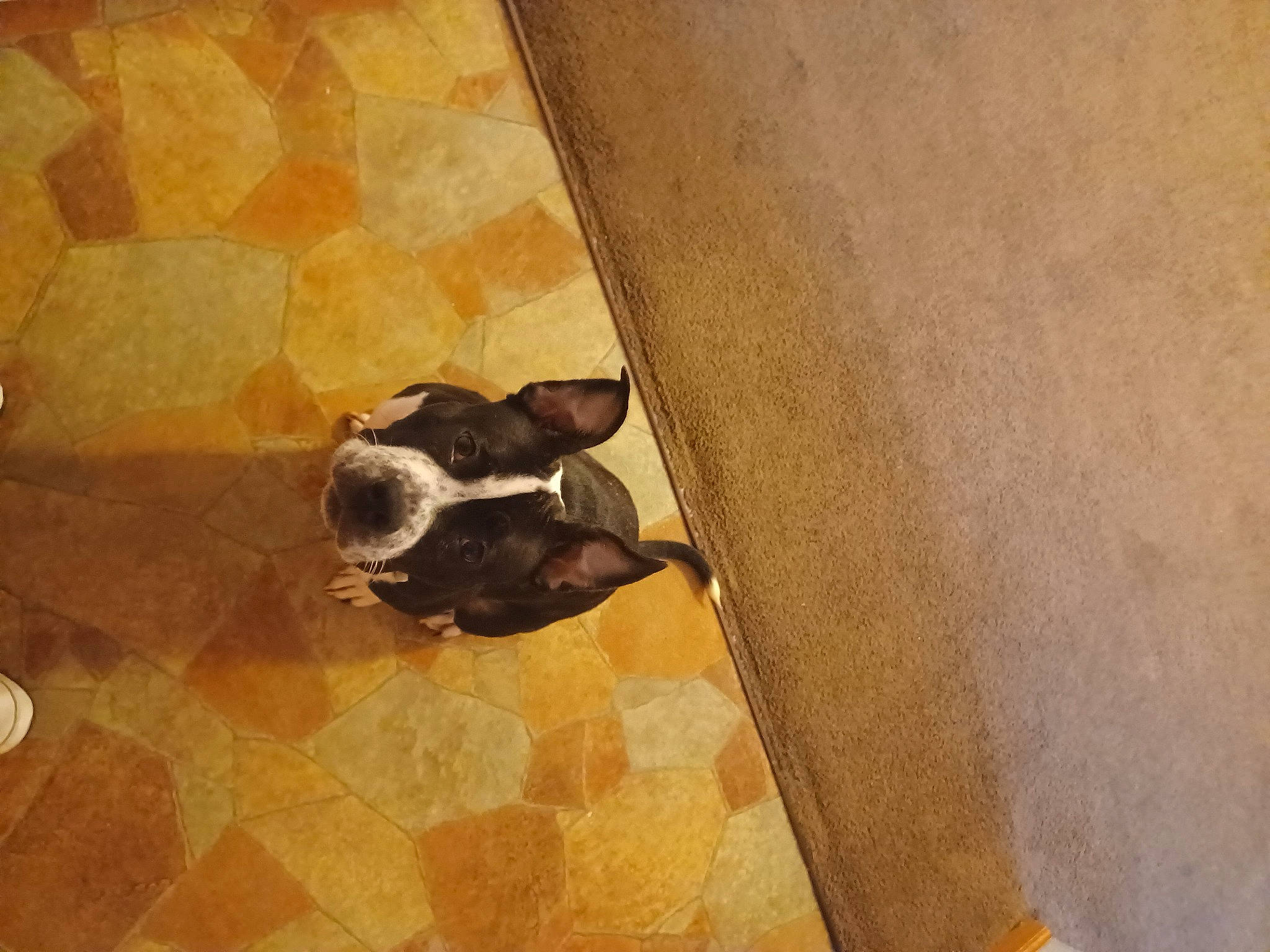 Alaina joined the competition — help win amazing prizes! beige, brown, canidae, carnivore, companion_dog, dog_breed, fawn, flooring, hardwood, metal, pattern, plywood, room, shadow, snout, terrestrial_animal, tints_and_shades, visual_arts, wood, working_animal