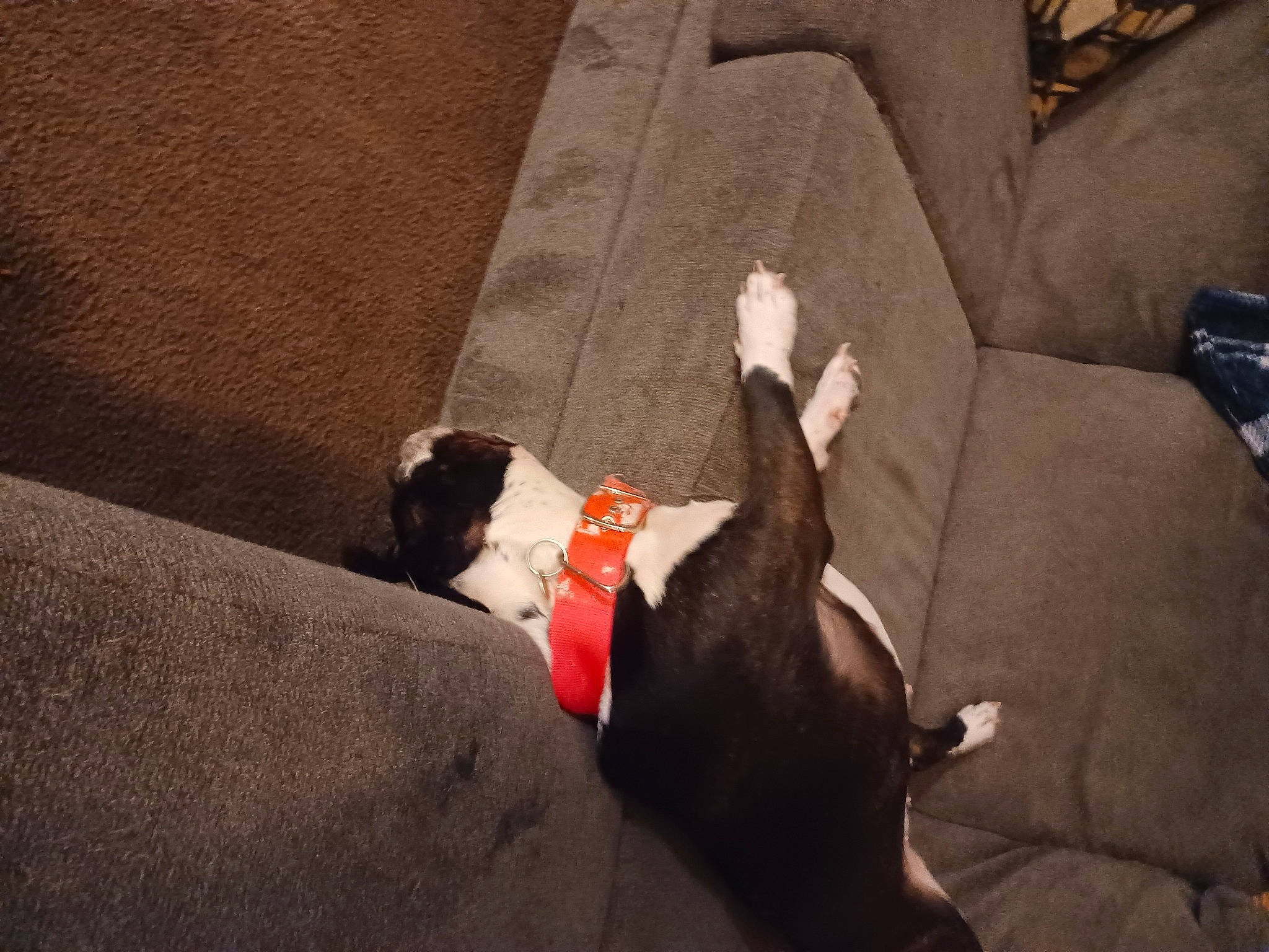 Alaina joined the competition — help win amazing prizes! canidae, carmine, carnivore, comfort, companion_dog, couch, dog, dog_breed, fawn, flooring, fur, grey, human_leg, nap, snout, sporting_group, tail, tints_and_shades, wood, working_animal