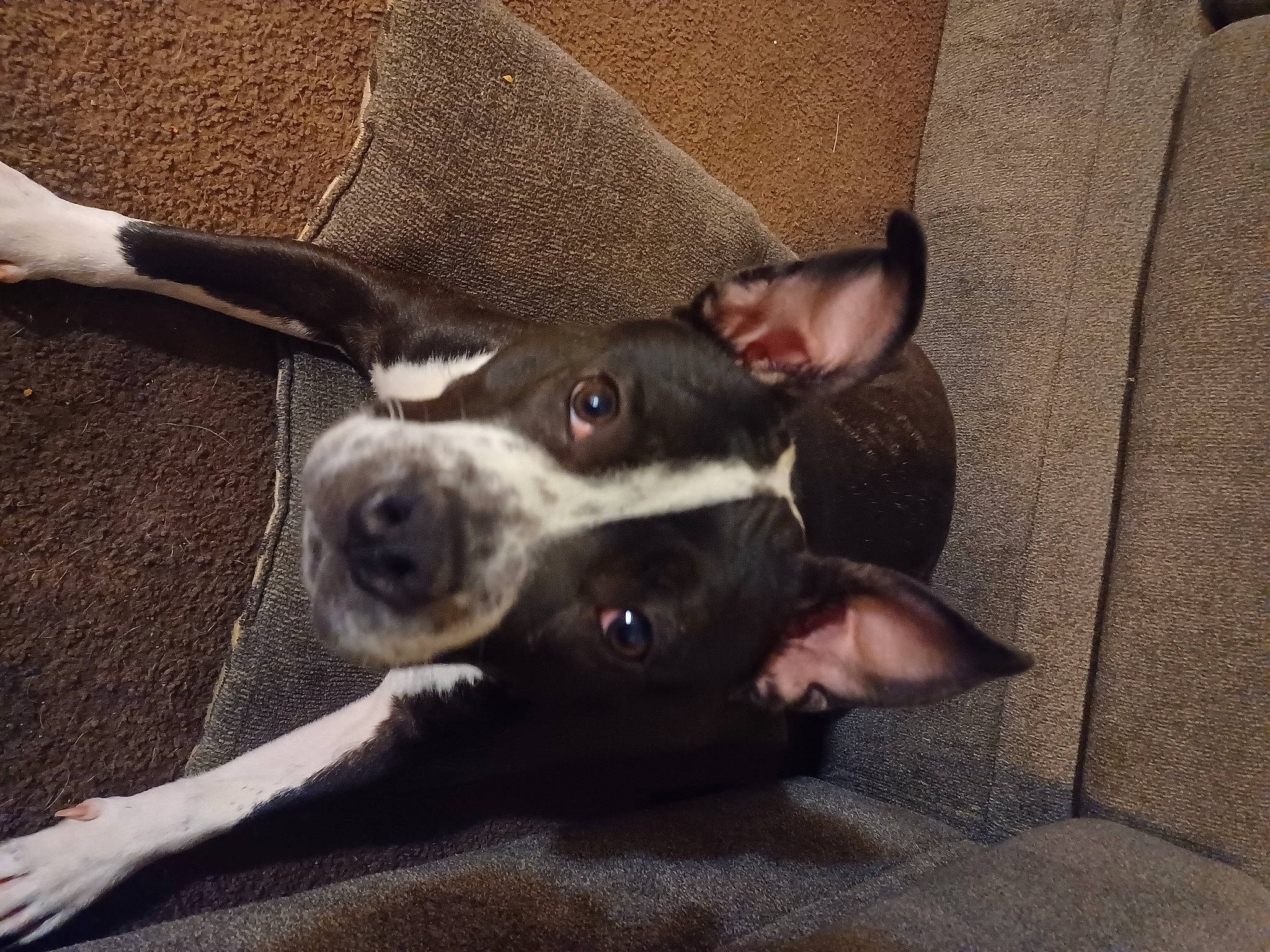 Alaina is registered to the contest to win money with this photo: canidae, carnivore, collar, comfort, companion_dog, dog, dog_breed, ear, fawn, grey, non_sporting_group, paw, snout, sporting_group, whiskers, working_animal