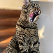 Nico participe au concours pour gagner de l'argent avec cette photo : cat, tabby_cat, animal, pet, feline, tongue, teeth, yawning, close_up, fur, whiskers, ears, sitting, indoor, mammal, cute, portrait, furry, mouth_open, striped