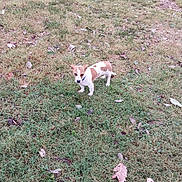 Duke is registered to the contest to win money with this photo: dog, grass, outdoor, animal, pet, small_dog, brown_and_white, leaf, nature, field, canine, curious, ears, collar, standing, fall, ground, daylight, alone, park