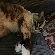 Sage is registered to the contest to win money with this photo: blanket, calico, cat, close_up, couch, eye_contact, fabric_pattern, feline, fluffy, fur, indoor, living_room, long_hair, lying_down, paw, pet, pillow, relaxed, sleepy, whiskers