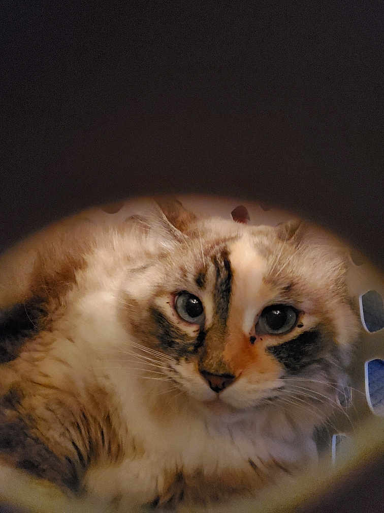 Sage joined the competition — help win amazing prizes! animal_face, basket, blue_eyes, calico, cat, circular_frame, close_up, cozy, ears, feline, fluffy, fur, gaze, indoor, nose, pet, portrait, soft_lighting, vignette, whiskers