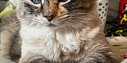 Sage is registered to the contest to win money with this photo: bedroom, blanket, blue_eyes, calico, cat, close_up, cute, ears, face, fluffy, fur, indoor, long_hair, nose, paws, pet, portrait, relaxed, tabby, whiskers