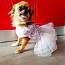 adorable, animal, brown_and_white, costume, dog, dress, fashion, fluffy, indoor, kitchen, long_hair, pet, portrait, red_cabinets, sequins, small_dog, standing, toy_breed, tutu, wood_floor