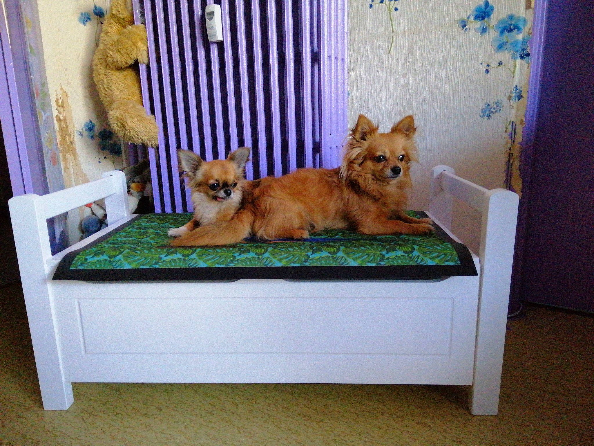 Lucky Et Mouzzy participe au concours pour gagner de l'argent avec cette photo : canidae, carnivore, companion_dog, dog, dog_breed, fawn, finnish_spitz, furniture, german_spitz, german_spitz_mittel, mammal, norwich_terrier, pembroke_welsh_corgi, pomeranian, room, spitz, welsh_corgi