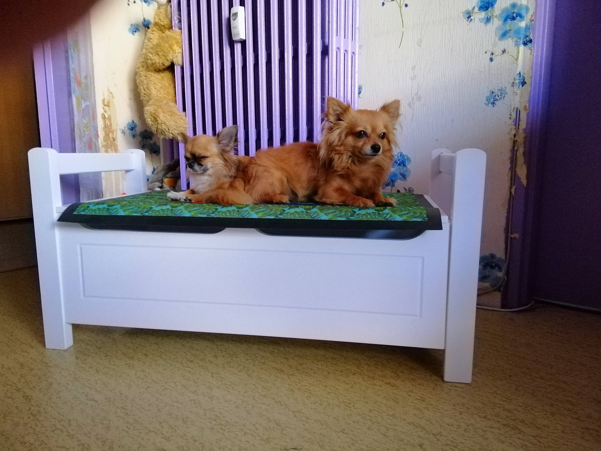 Lucky Et Mouzzy a rejoint le concours — aidez-le/la à gagner de superbes lots ! australian_terrier, cairn_terrier, canidae, carnivore, companion_dog, dog, dog_breed, finnish_spitz, furniture, morkie, norfolk_terrier, norwich_terrier, pembroke_welsh_corgi, pomeranian, puppy, room, spitz