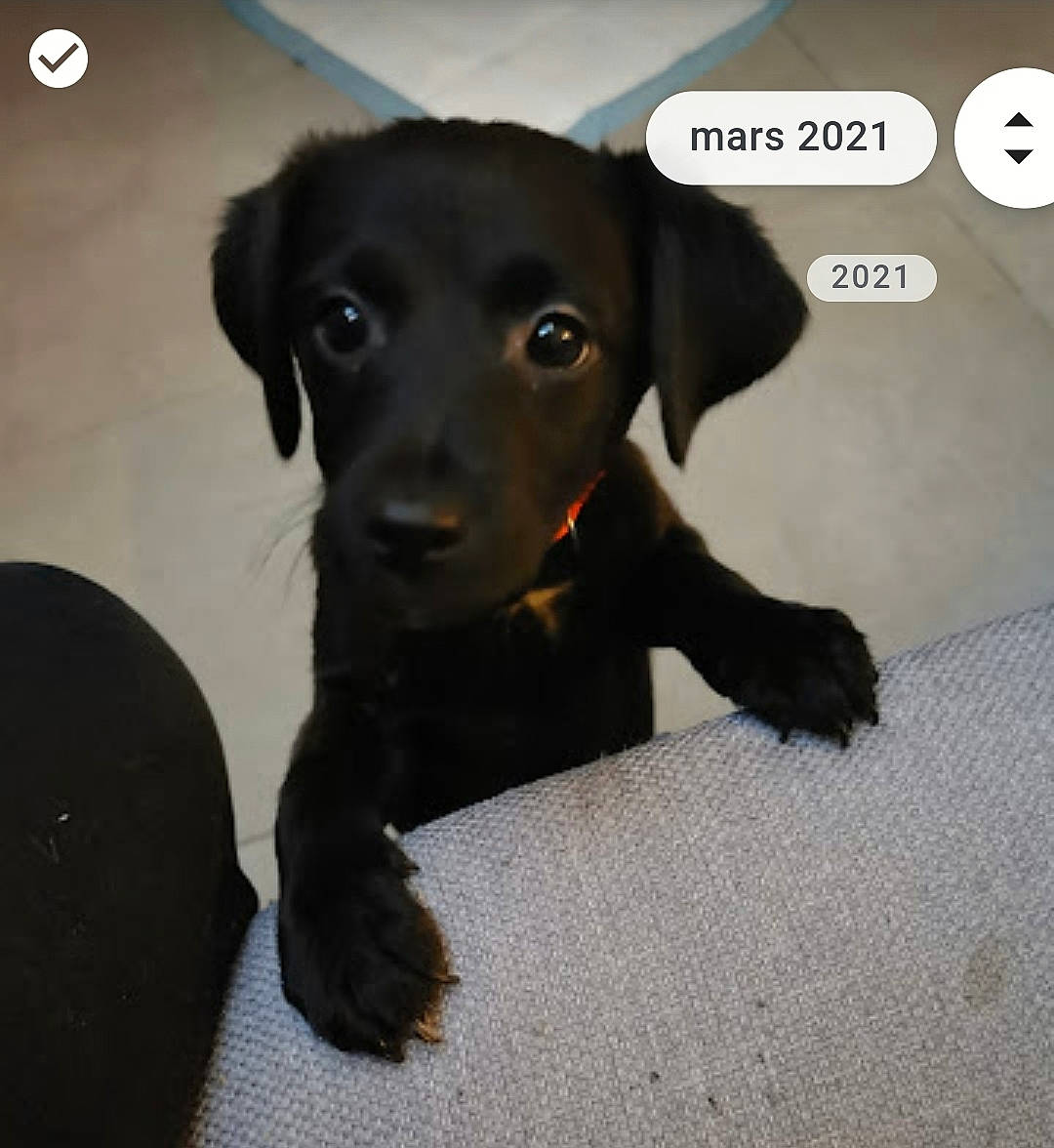 Kyara participe au concours pour gagner de l'argent avec cette photo : borador, canidae, carnivore, companion_dog, dog, dog_breed, fur, hunting_dog, liver, puppy, snout, sporting_group, terrestrial_animal, working_animal