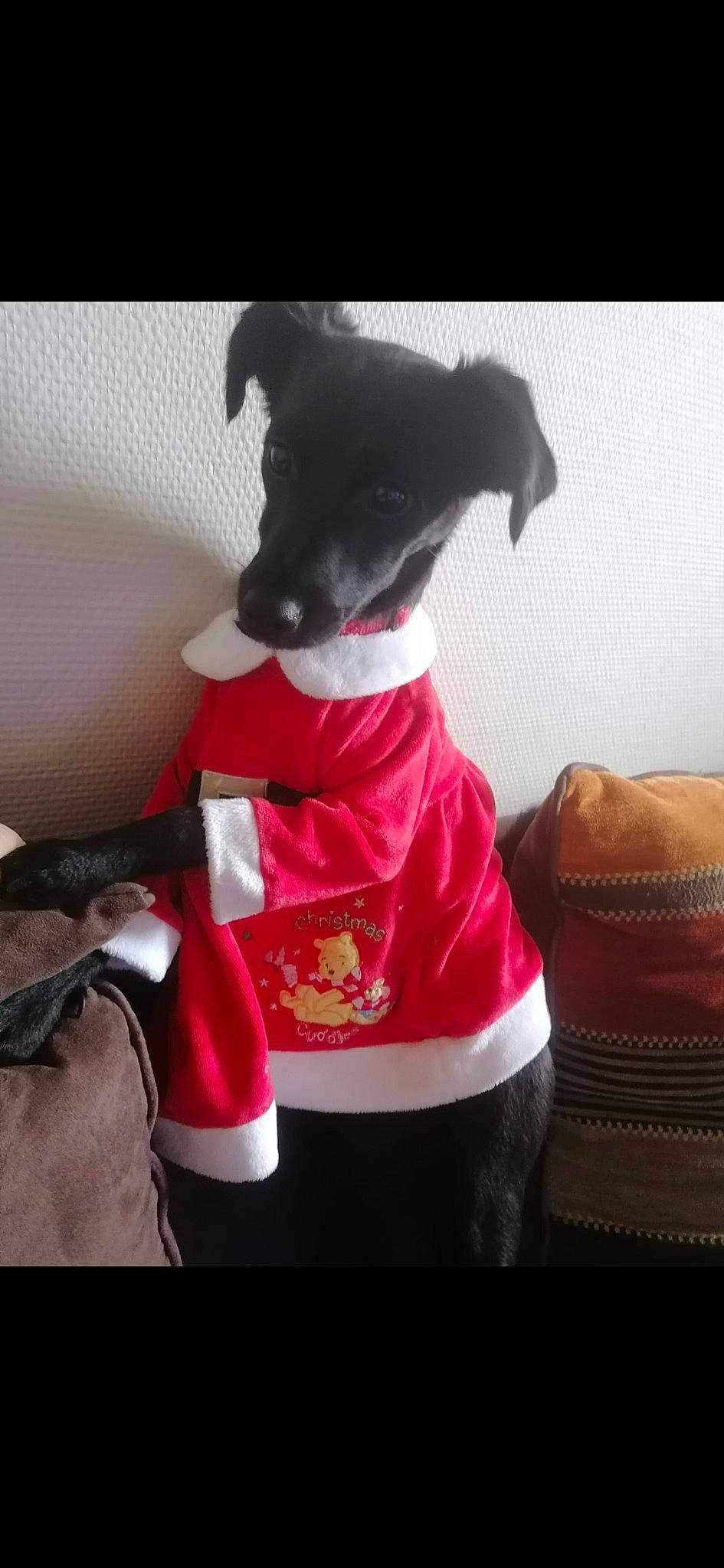 Kyara participe au concours pour gagner de l'argent avec cette photo : carnivore, comfort, companion_dog, costume_hat, dog, dog_breed, dog_supply, fawn, felidae, fictional_character, gadget, linens, pillow, sleeve, small_to_medium_sized_cats, snout, sporting_group, sportswear, tail, whiskers