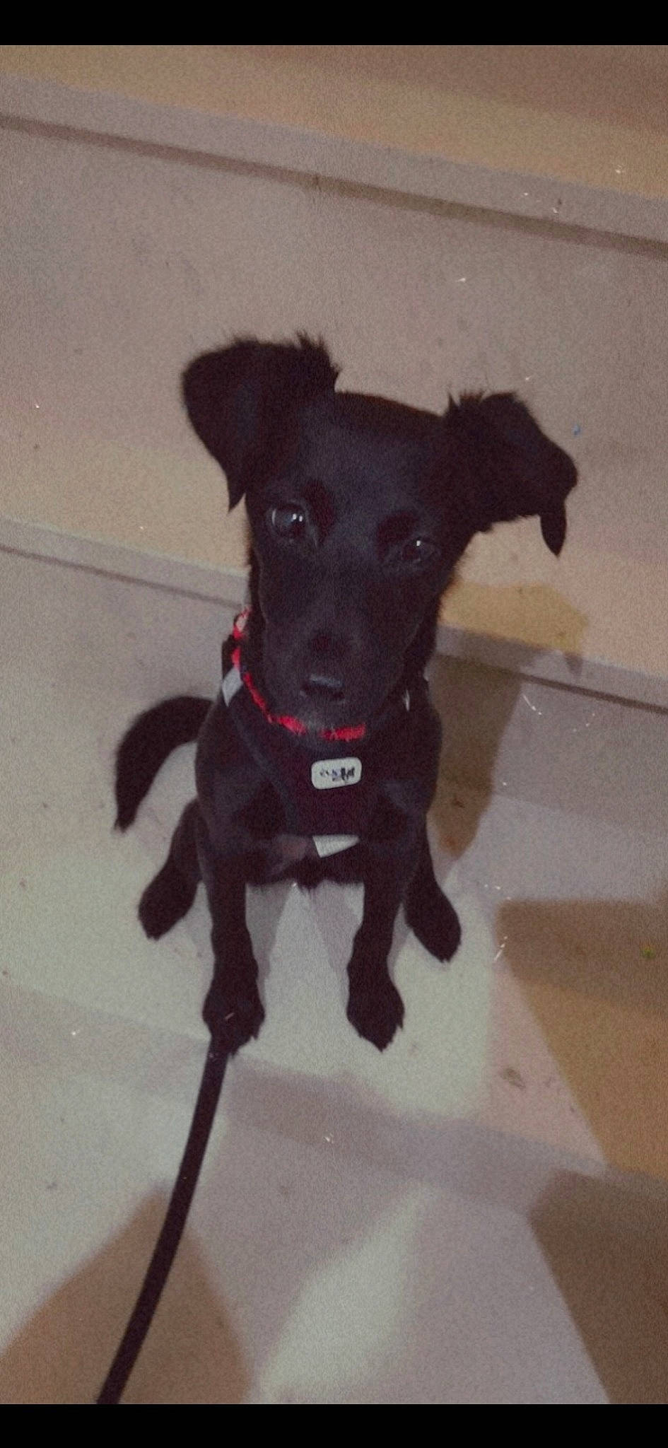 Kyara participe au concours pour gagner de l'argent avec cette photo : borador, canidae, carnivore, collar, companion_dog, dog, dog_breed, dog_collar, dog_supply, fashion_accessory, fawn, fur, leash, pet_supply, snout, sporting_group, tail, toy_dog, whiskers, working_animal