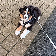 Arya a rejoint le concours — aidez-le/la à gagner de superbes lots ! puppy, dog, leash, sidewalk, pavement, black_fur, white_fur, brown_fur, outdoor, pet, animal, cute, young_dog, walking, resting, furry, canine, collar, playful, adorable