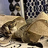 animal, blanket, burlap, cat, closeup, cozy, curious, curtain, cute, decor, feline, home, indoor, kitten, pattern, pet, playful, resting, ribbon, young