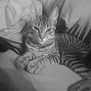 Nikki joined the competition — help win amazing prizes! animal, black_and_white, calm, cat, closeup, comfort, ears, feline, indoor, lying_down, monochrome, paw, pet, portrait, relaxed, resting, soft_surface, striped_fur, tabby_cat, whiskers