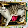 cat, kitten, animal, pet, fur, whiskers, ears, eyes, tail, frame, picture_frame, vintage, ornate, golden, tablecloth, floral, indoor, resting, curious, closeup