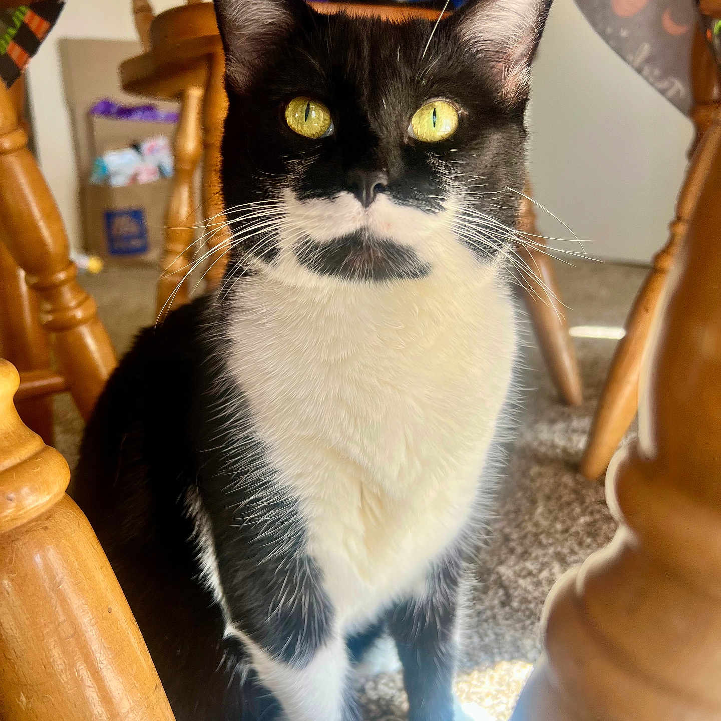 Peg joined the competition — help win amazing prizes! abyssinian, animal, architecture, blackcat, building, cat, chair, furniture, hardwood, indoors, interiordesign, kitten, livingroom, manx, person, pet, plywood, room, siamese, wood