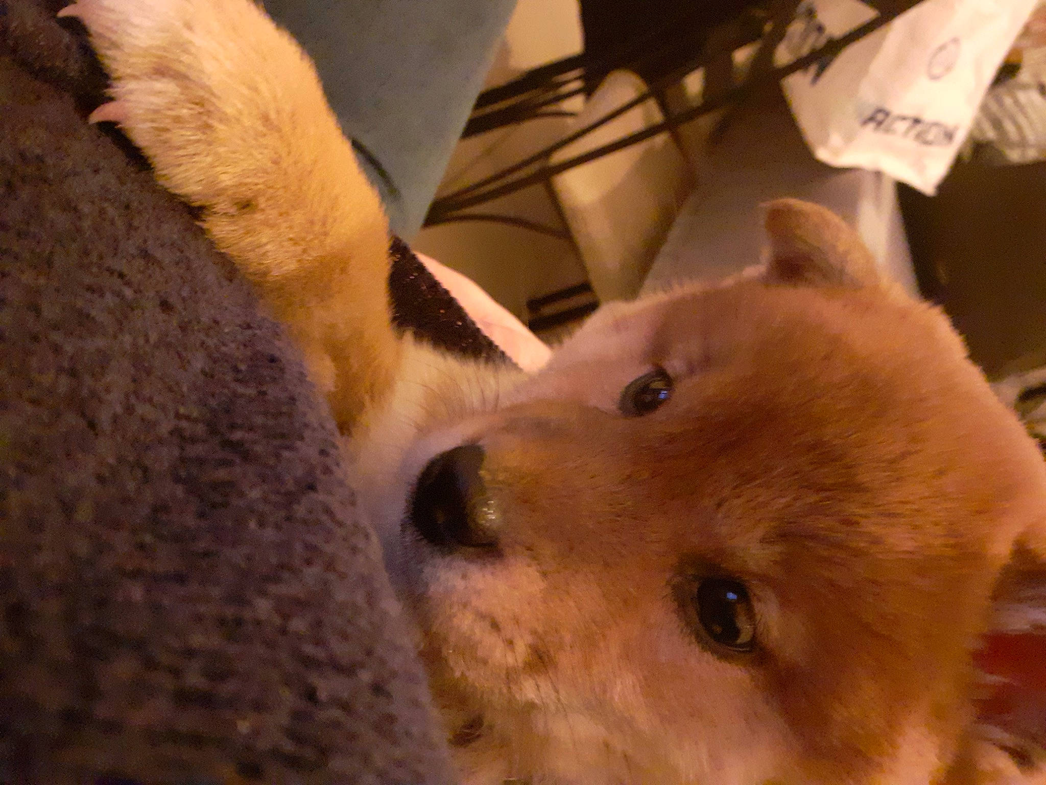 Akira a rejoint le concours — aidez-le/la à gagner de superbes lots ! canidae, canis, carnivore, comfort, companion_dog, dog, dog_breed, fawn, felidae, fur, german_spitz_mittel, non_sporting_group, puppy, selfie, snout, spitz, sporting_group, terrestrial_animal, whiskers, working_animal