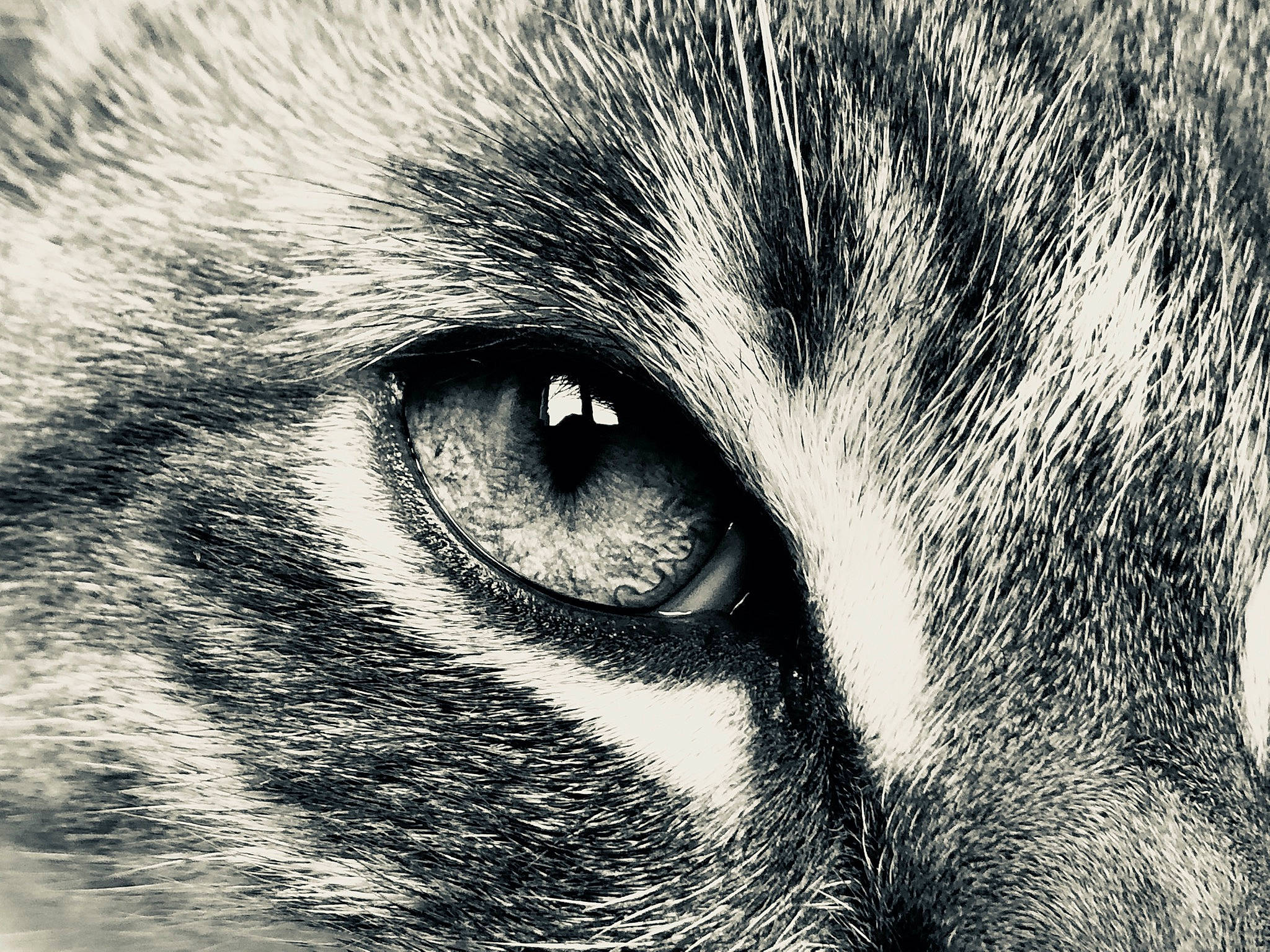 Apün participe au concours pour gagner de l'argent avec cette photo : black_and_white, carnivore, cat, close_up, domestic_short_haired_cat, eye, felidae, fur, head, iris, monochrome, nose, organ, photography, sky, small_to_medium_sized_cats, snout, tabby_cat, whiskers, wildlife