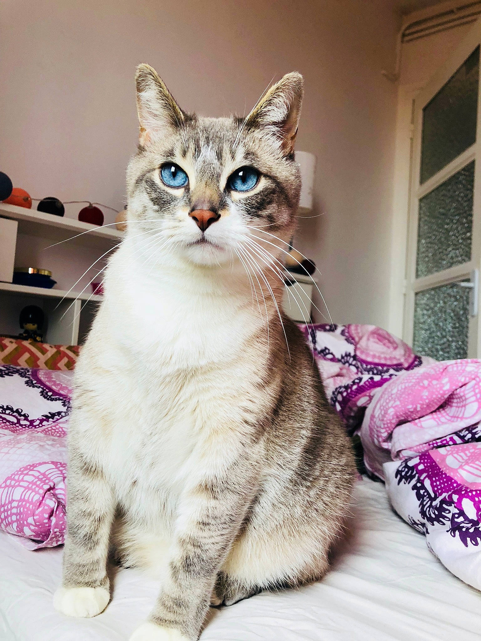 Apün participe au concours pour gagner de l'argent avec cette photo : aegean_cat, american_curl, american_shorthair, american_wirehair, asian, australian_mist, carnivore, cat, domestic_short_haired_cat, dragon_li, egyptian_mau, european_shorthair, felidae, kitten, mammal, pixie_bob, small_to_medium_sized_cats, tabby_cat, vertebrate, whiskers