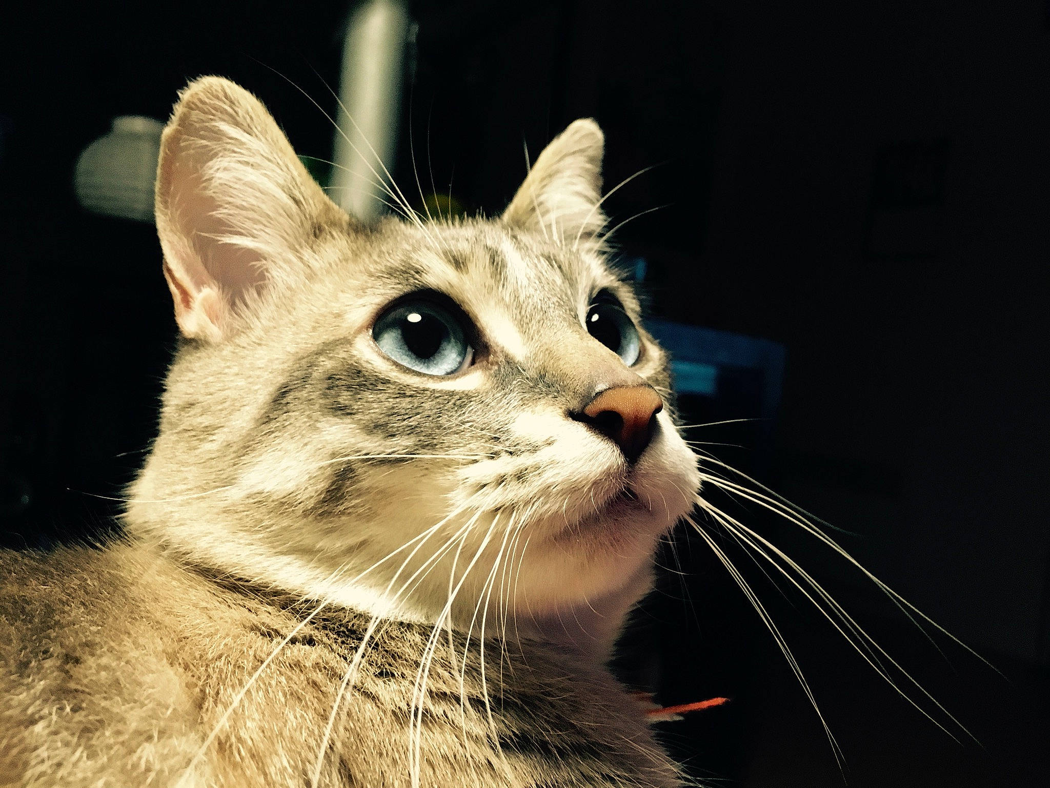 Apün a rejoint le concours — aidez-le/la à gagner de superbes lots ! american_curl, american_wirehair, asian, carnivore, cat, close_up, domestic_short_haired_cat, european_shorthair, felidae, fur, kitten, mammal, nose, organism, singapura, small_to_medium_sized_cats, snout, tabby_cat, vertebrate, whiskers