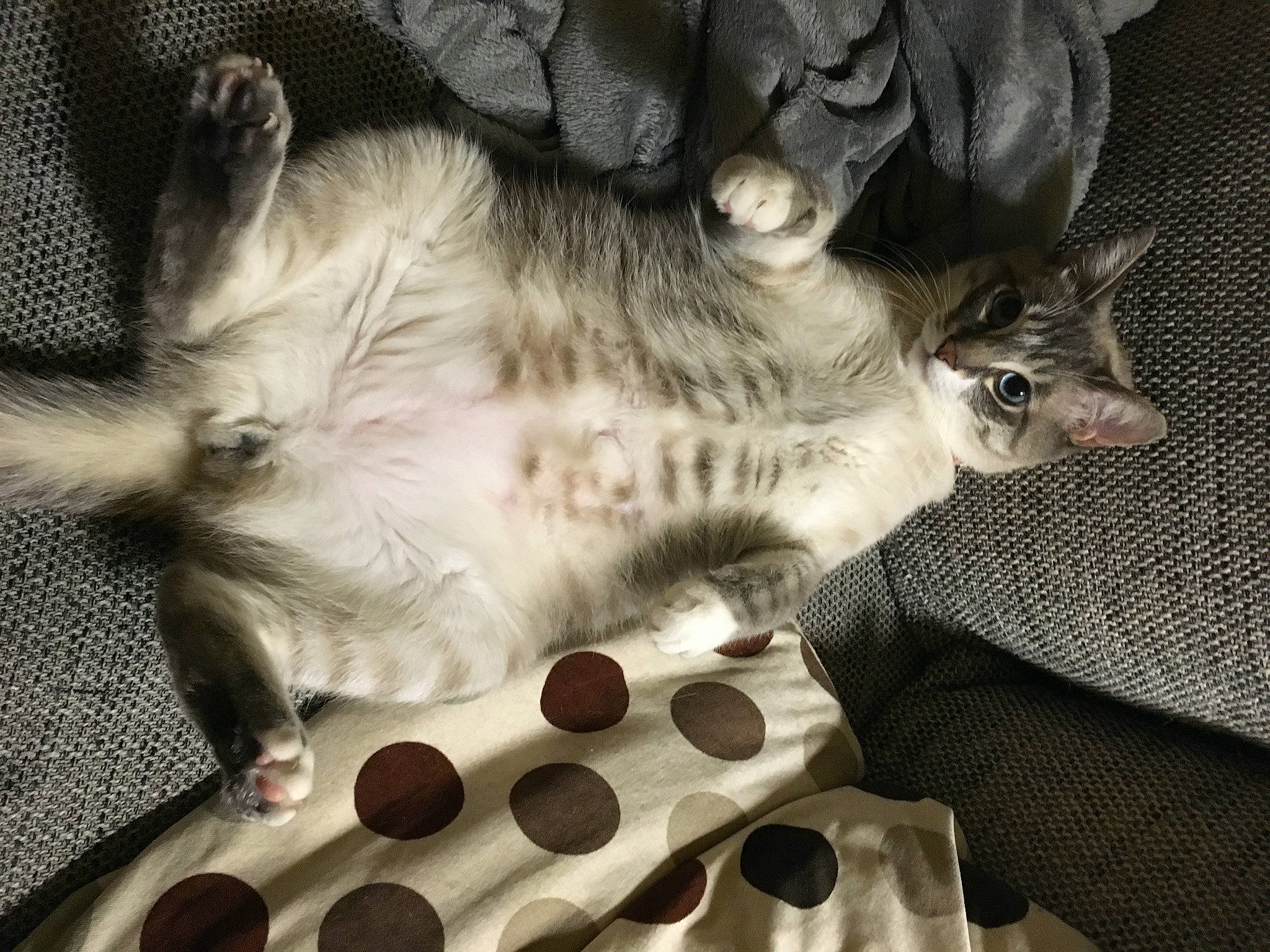 Apün participe au concours pour gagner de l'argent avec cette photo : asian, carnivore, cat, domestic_short_haired_cat, ear, european_shorthair, fawn, felidae, fur, kitten, norwegian_forest_cat, paw, singapura, small_to_medium_sized_cats, snout, whiskers