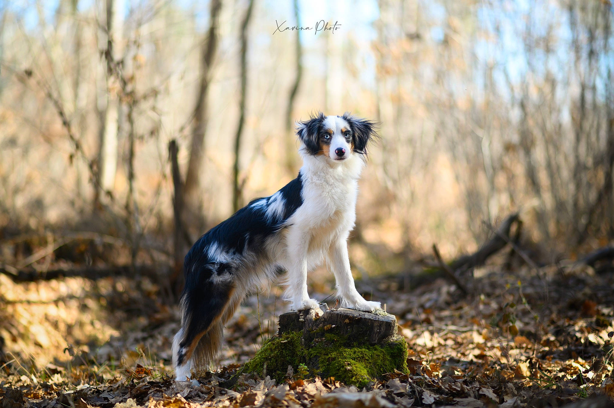 Thor a rejoint le concours — aidez-le/la à gagner de superbes lots ! carnivore, companion_dog, dog, dog_breed, fawn, fur, grass, landscape, natural_landscape, plant, sky, soil, sporting_group, tail, terrestrial_animal, tree, twig, whiskers, wildlife, wood