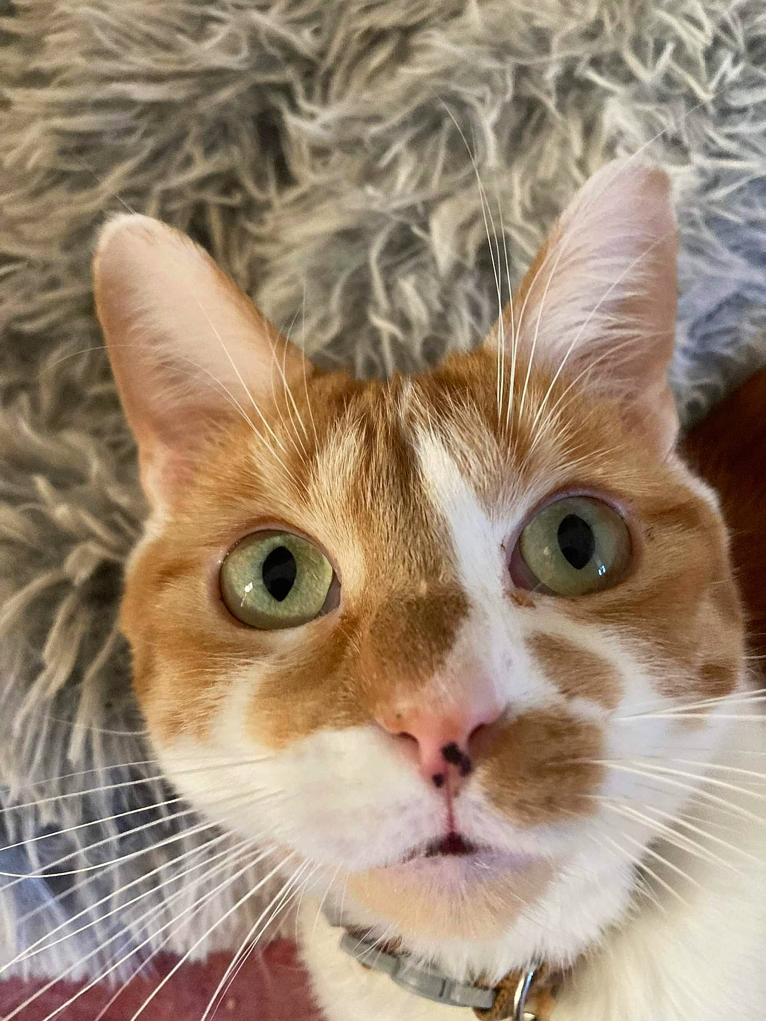 Roucky participe au concours pour gagner de l'argent avec cette photo : carnivore, cat, close_up, domestic_short_haired_cat, ear, fawn, felidae, fur, iris, nose, paw, pet_supply, photography, small_to_medium_sized_cats, snout, tree, whiskers, window