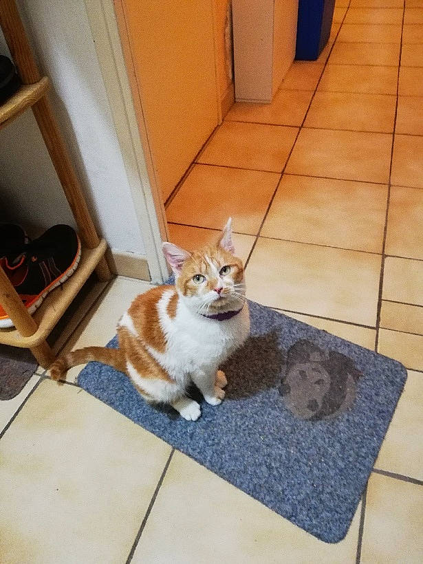 Roucky a rejoint le concours — aidez-le/la à gagner de superbes lots ! brown, carnivore, cat, domestic_short_haired_cat, door, fawn, felidae, flagstone, floor, flooring, fur, hardwood, road_surface, room, small_to_medium_sized_cats, tail, tile_flooring, whiskers, wood, wood_flooring