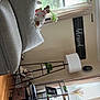 beige, collar, couch, curtains, decor, dog, floor_lamp, furniture, gray_couch, indoor, living_room, pet, photo_frame, plant, shelf, sign, small_dog, wall_clock, window, wood_floor