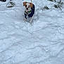 Jelly Bean is registered to the contest to win money with this photo: alert, animal, canine, coat, cold, collar, dog, fence, frost, nature, outdoor, pet, pine_needles, small_dog, snow, standing, white, winter, wood, yard
