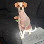 Jelly Bean is registered to the contest to win money with this photo: alert, animal, companion, couch, cozy, curious, cute, dog, domestic, furniture, indoor, living_room, pet, shadow, sitting, small_dog, soft_light, sunlight, tan_fur, white_fur