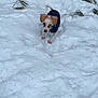 animal, canine, cold, cute, dog, fur, jacket, nature, outdoor, pet, pine_needles, playful, puppy, small_dog, snow, walking, white_snow, winter, wooden_fence, young