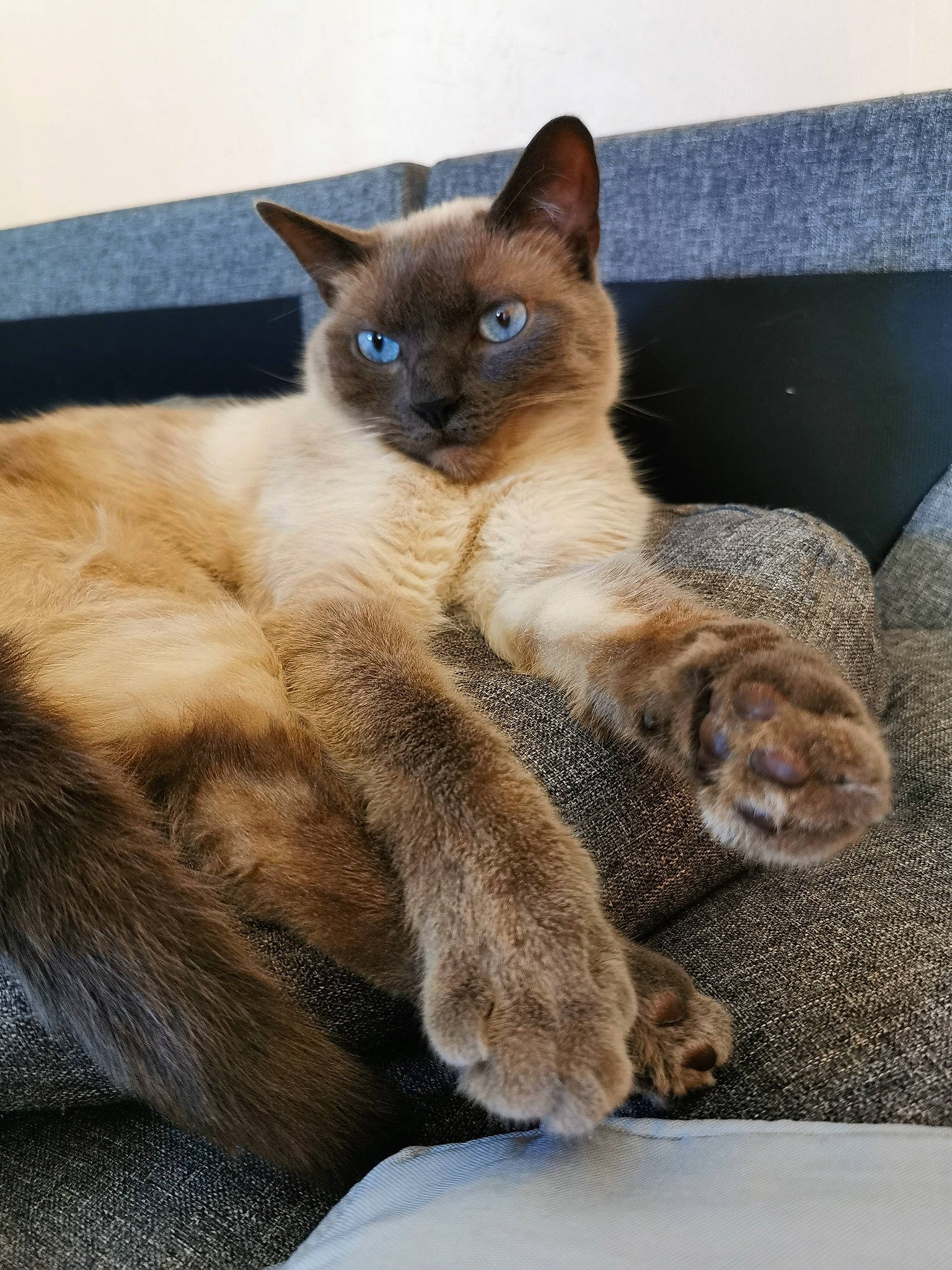 Pilou participe au concours pour gagner de l'argent avec cette photo : carnivore, cat, claw, comfort, domestic_short_haired_cat, electric_blue, fawn, felidae, fur, paw, siamese, small_to_medium_sized_cats, snout, tail, terrestrial_animal, whiskers, wildlife