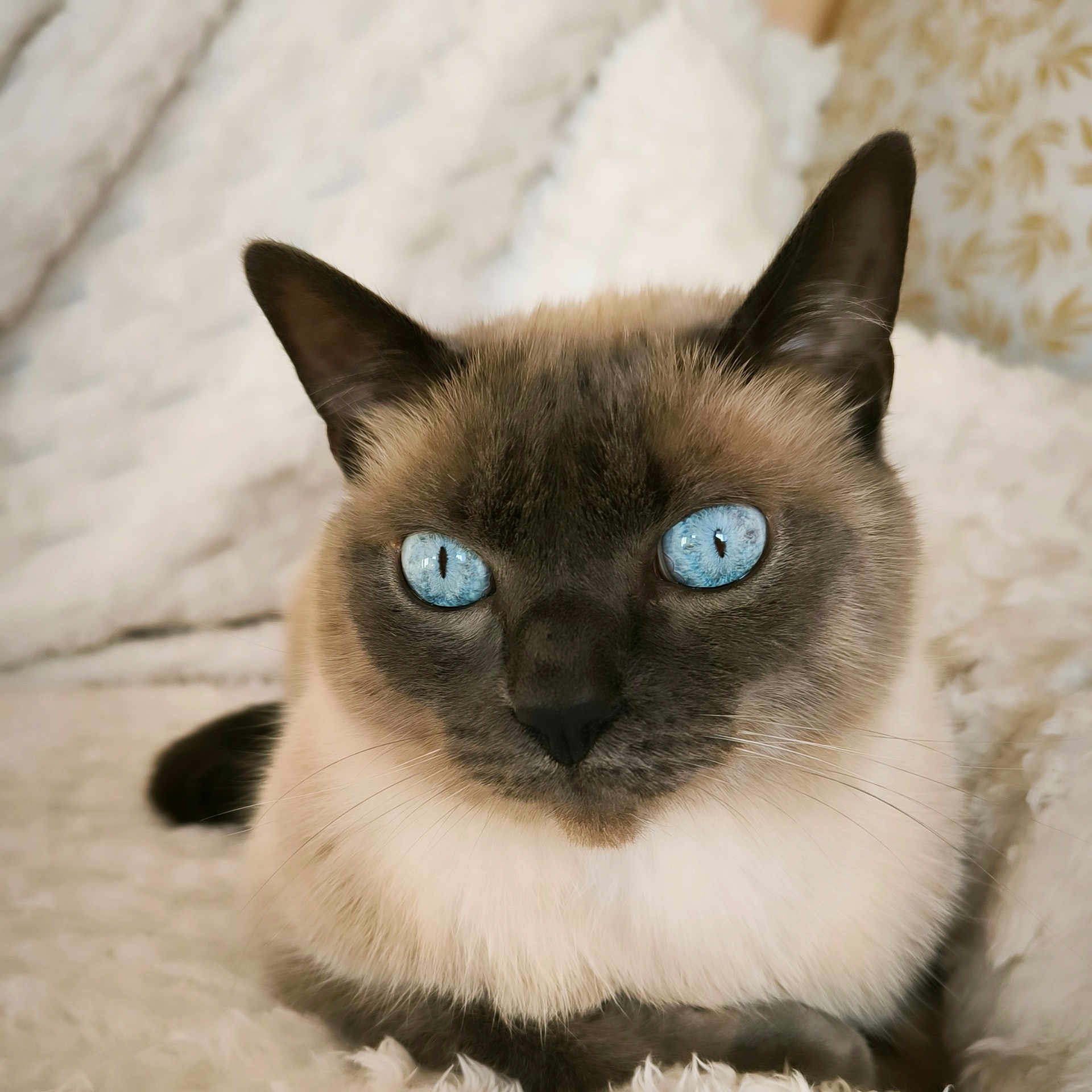 Pilou participe au concours pour gagner de l'argent avec cette photo : animal, cat, kitten, manx, pet, siamese