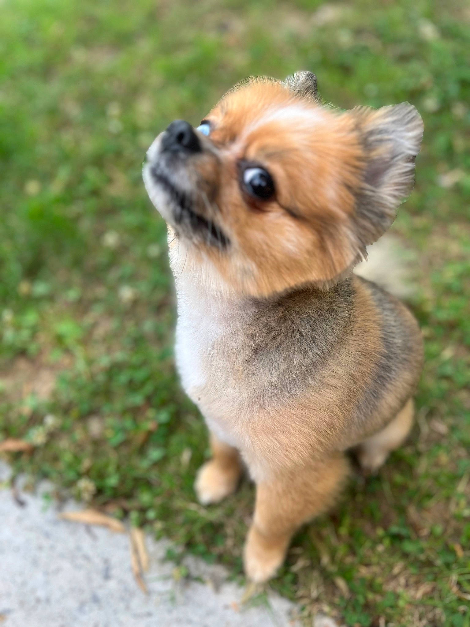 Kiki is registered to the contest to win money with this photo: canidae, carnivore, companion_dog, dog, dog_breed, fawn, fur, german_spitz, german_spitz_klein, german_spitz_mittel, grass, plant, snout, spitz, sporting_group, terrestrial_animal, toy_dog, volpino_italiano, whiskers, working_dog