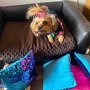 Mocha is registered to the contest to win money with this photo: animal, bow, brown_bed, chair, colorful_pillow, cozy, cute, decor, dog, dog_bed, furniture, indoor, leather_chair, pet, pillow, relaxing, resting, sequined_pillow, small_dog, wooden_floor