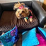 animal, bow, brown_bed, chair, colorful_pillow, cozy, cute, decor, dog, dog_bed, furniture, indoor, leather_chair, pet, pillow, relaxing, resting, sequined_pillow, small_dog, wooden_floor