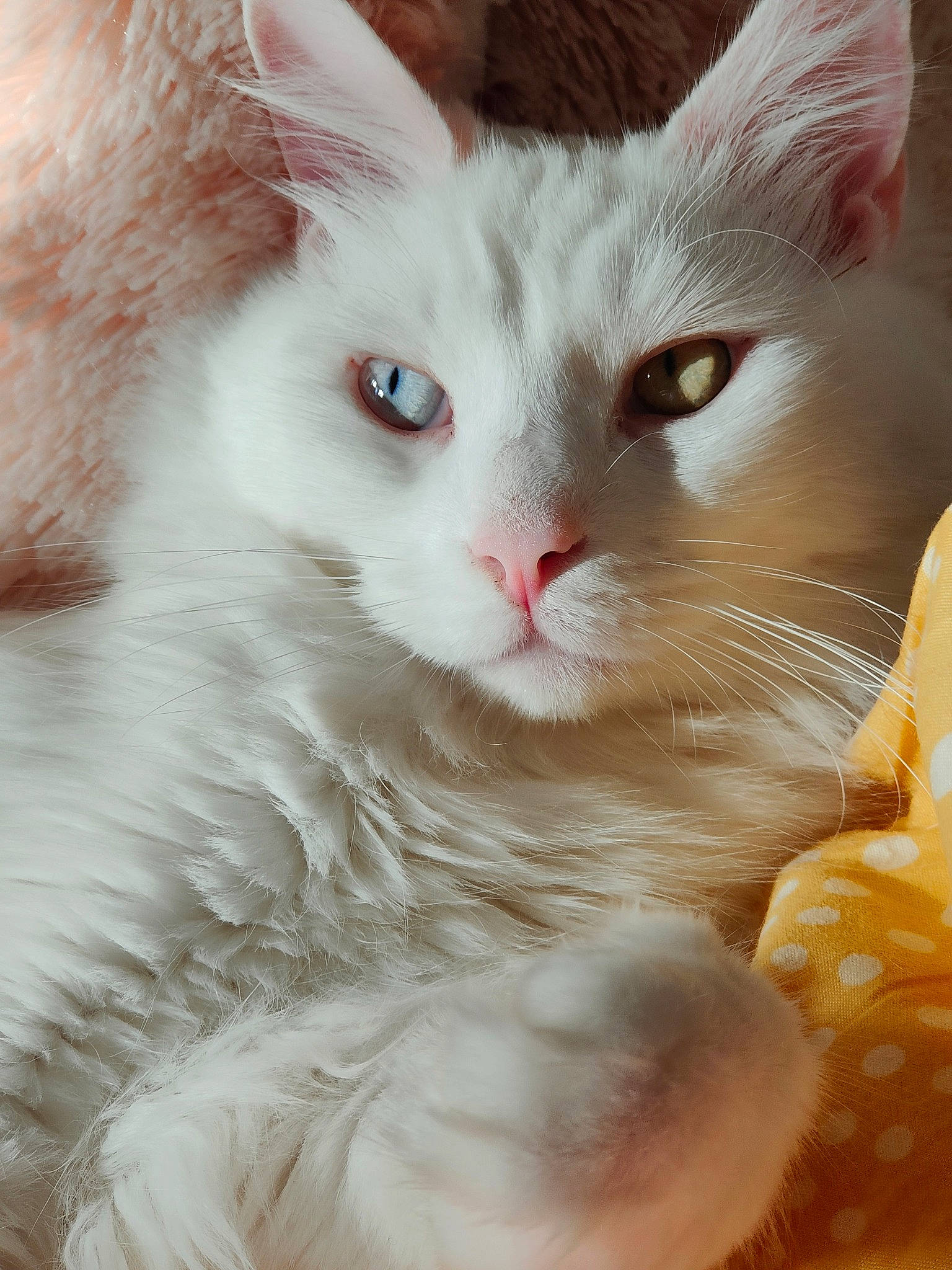 Dali participe au concours pour gagner de l'argent avec cette photo : carnivore, cat, claw, domestic_short_haired_cat, fawn, felidae, fur, iris, paw, small_to_medium_sized_cats, snout, tail, terrestrial_animal, whiskers