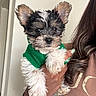 puppy, dog, green_sweater, cute, fluffy, pet, person, hand, watch, long_hair, indoor, casual_clothing, brown_skin, nail_polish, portrait, small_dog, holding, white_fur, black_fur, ears
