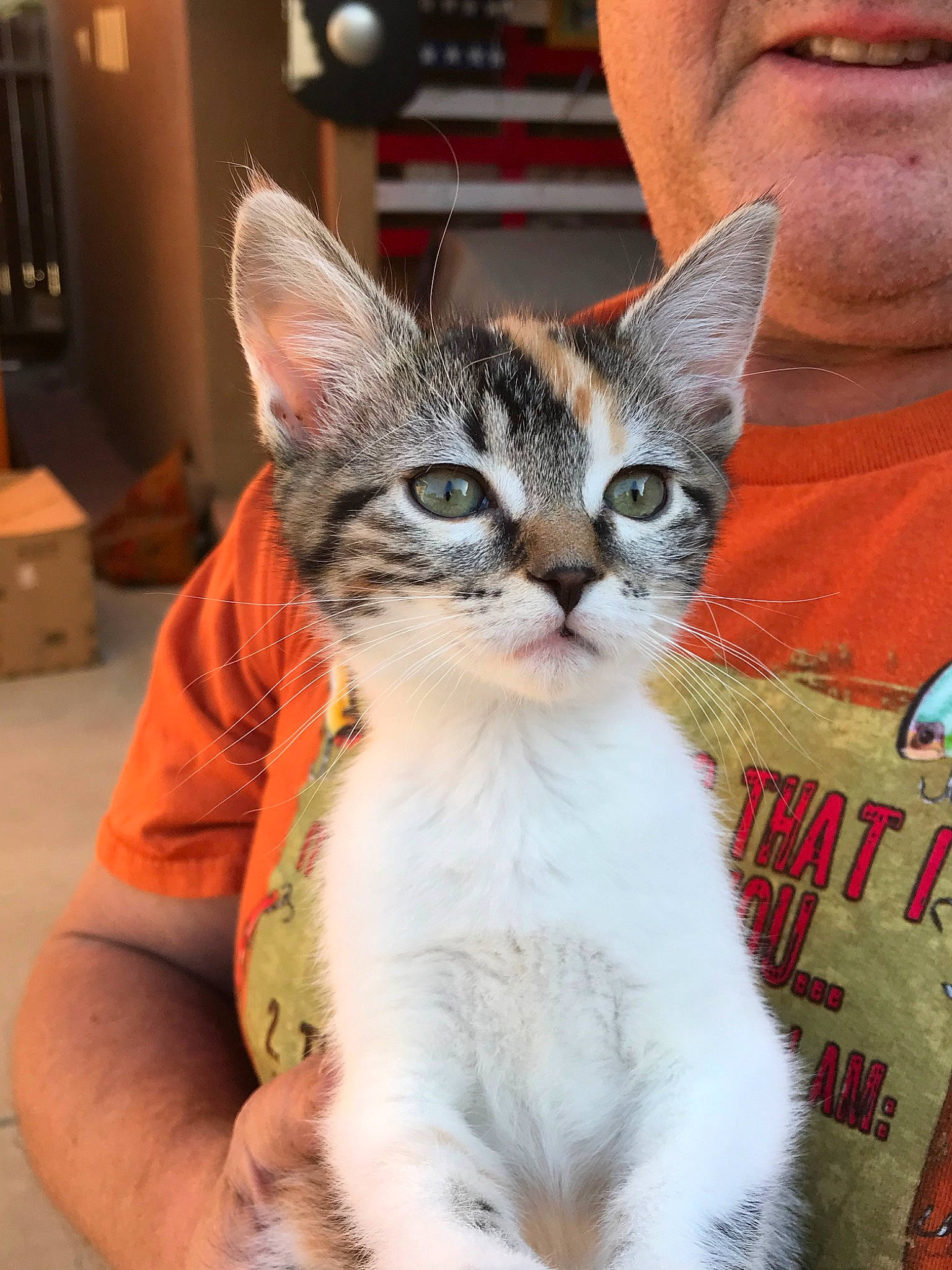 Cami is registered to the contest to win money with this photo: aegean_cat, american_wirehair, asian, carnivore, cat, domestic_short_haired_cat, european_shorthair, felidae, german_rex, kitten, mammal, ojos_azules, small_to_medium_sized_cats, tabby_cat, whiskers