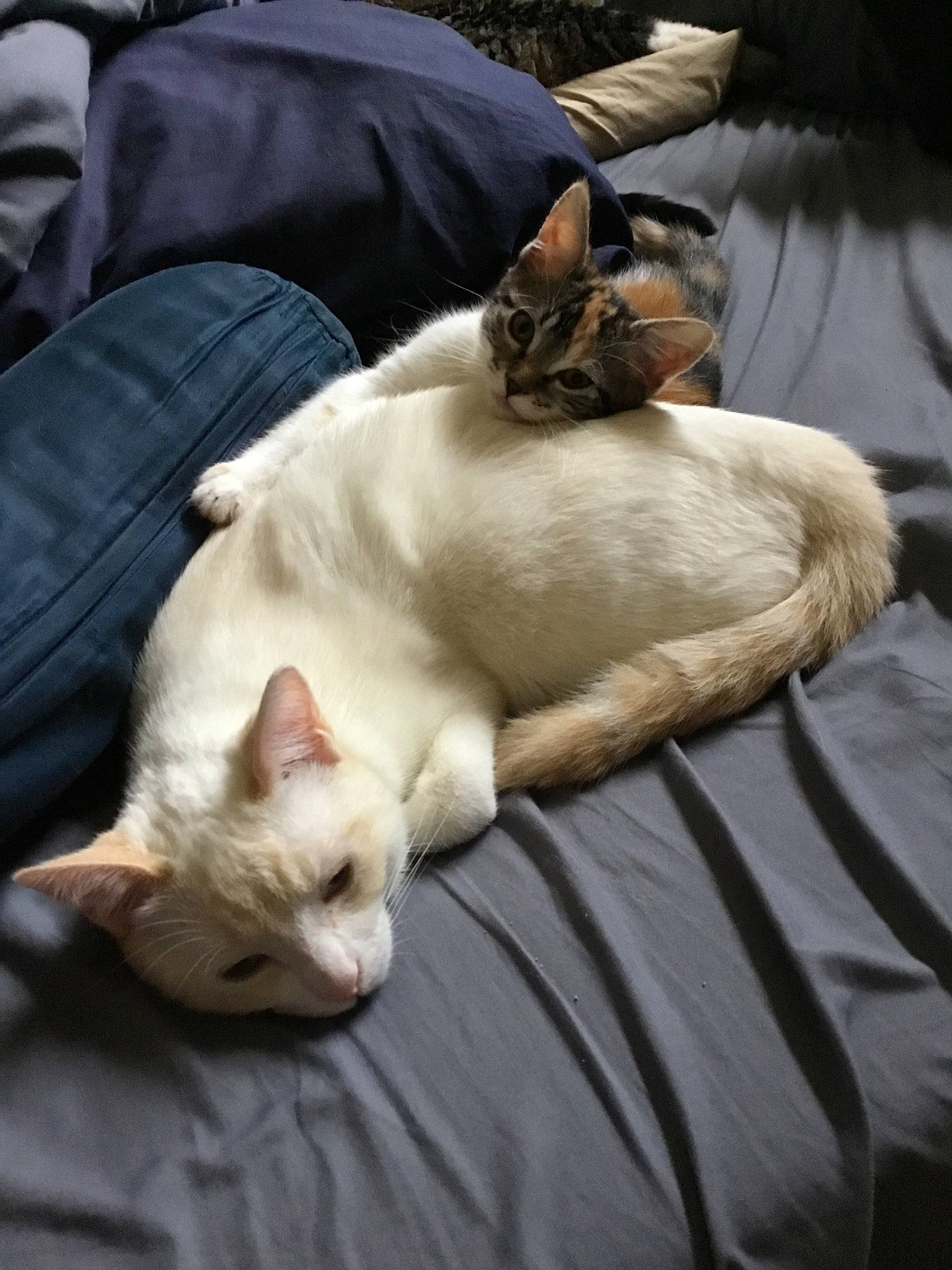 Cami is registered to the contest to win money with this photo: aegean_cat, asian, burmilla, carnivore, cat, colorpoint_shorthair, fawn, felidae, kitten, nap, singapura, sleep, small_to_medium_sized_cats, whiskers