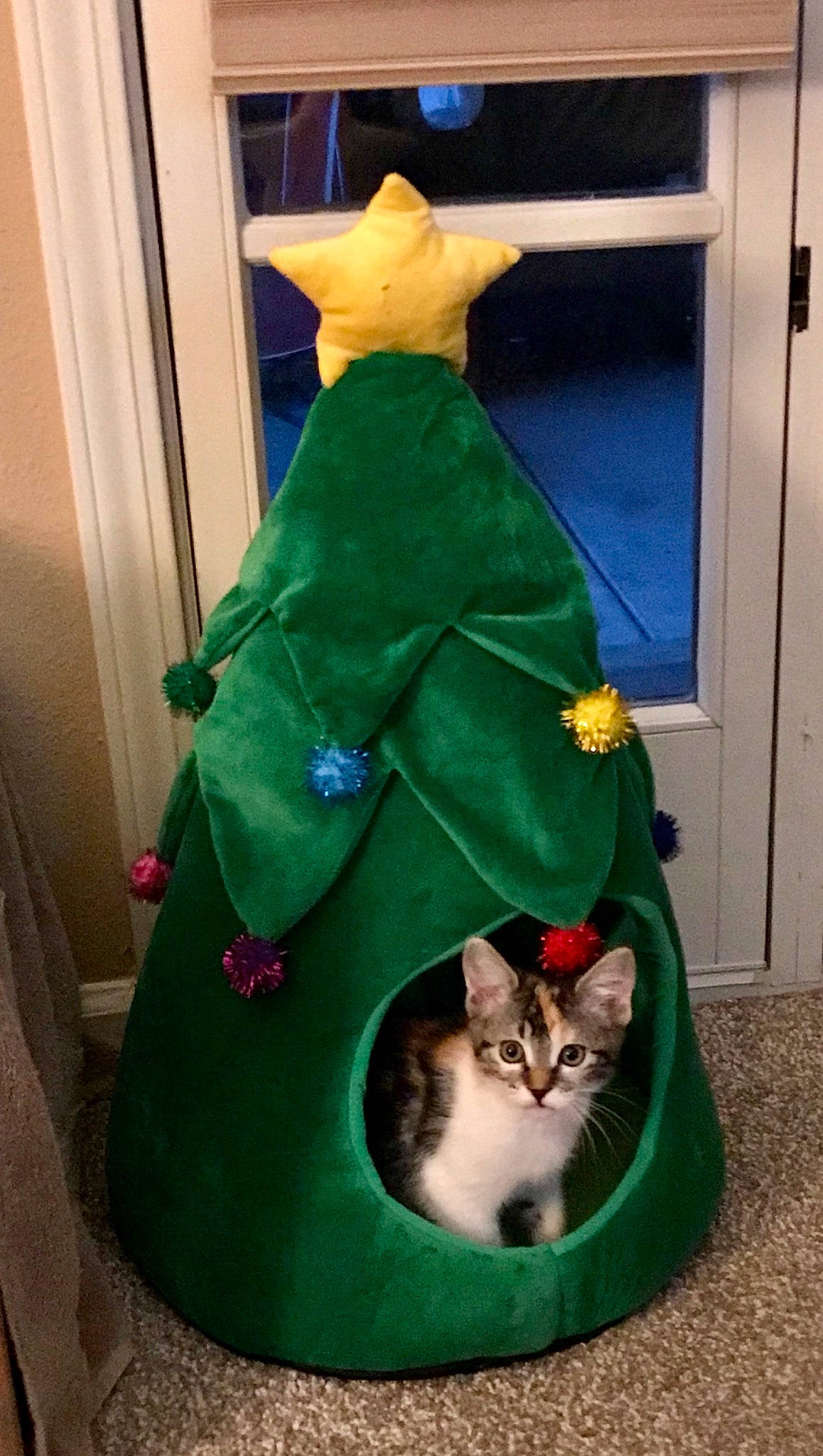 Cami is registered to the contest to win money with this photo: carnivore, cat, costume, domestic_short_haired_cat, felidae, green, kitten, small_to_medium_sized_cats, tail, whiskers