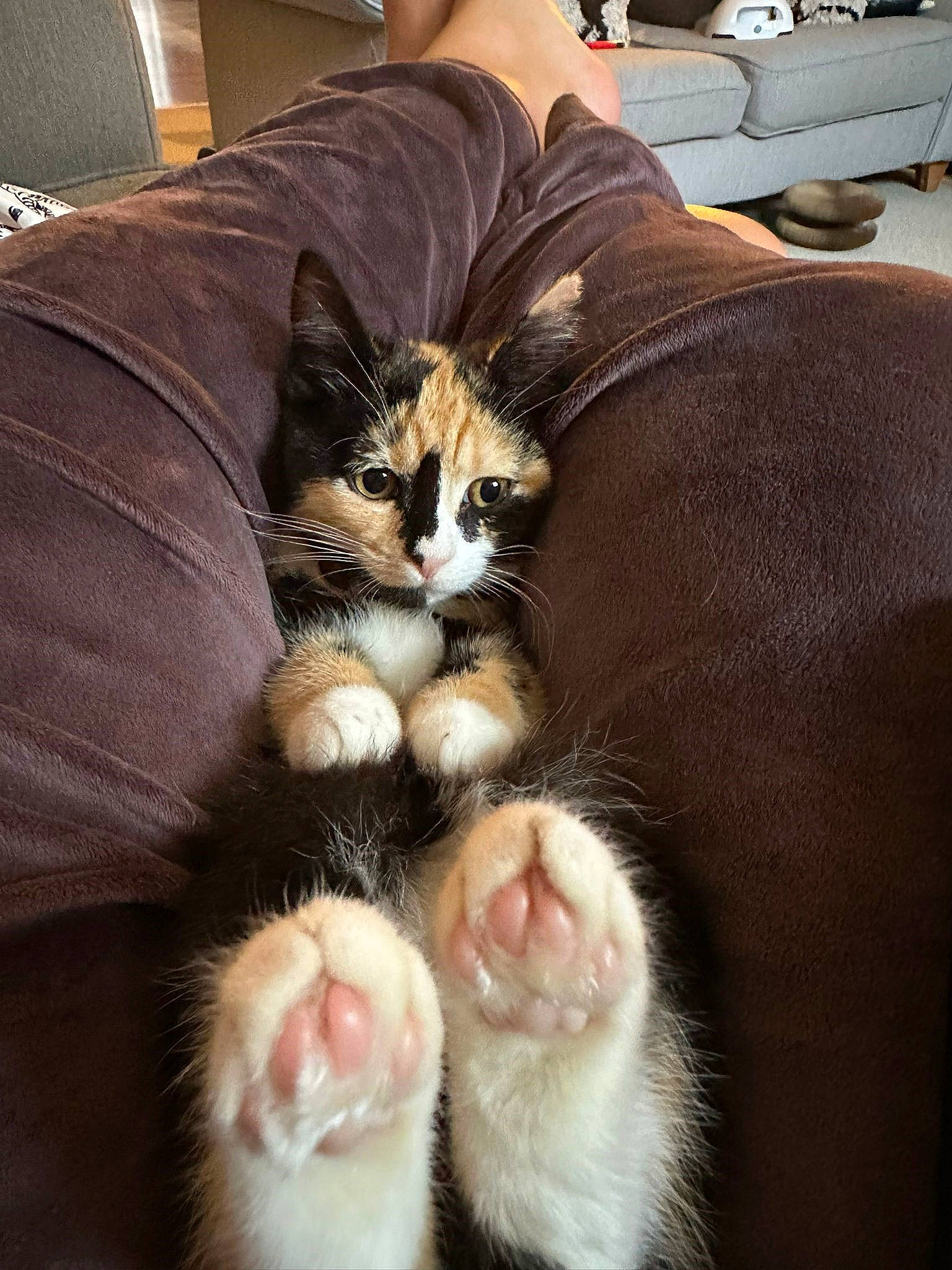 Daphne joined the competition — help win amazing prizes! carnivore, cat, cat_supply, claw, comfort, couch, domestic_short_haired_cat, fawn, felidae, foot, fur, gesture, human_leg, lap, nail, paw, small_to_medium_sized_cats, snout, tail, whiskers