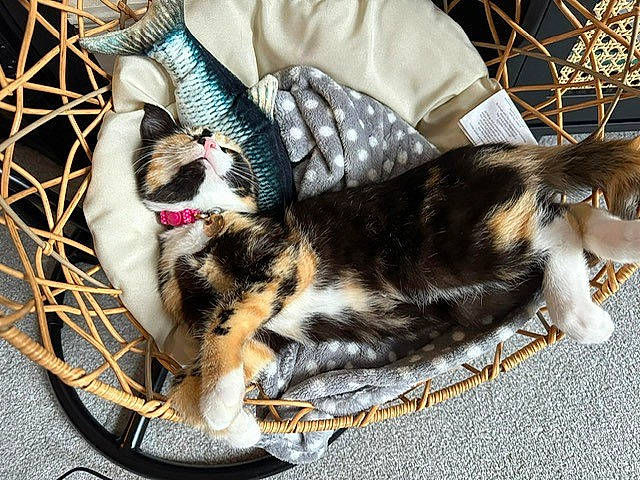 Daphne is registered to the contest to win money with this photo: basket, carnivore, cat, claw, comfort, companion_dog, domestic_short_haired_cat, eyewear, felidae, fur, grass, lap, nap, pattern, paw, plaid, sitting, small_to_medium_sized_cats, tail, whiskers