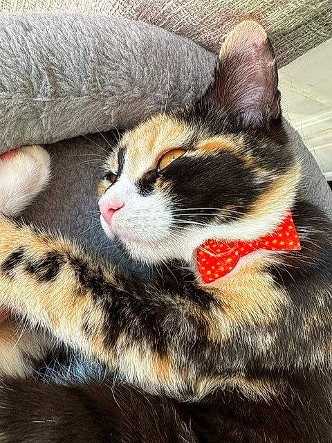 Daphne joined the competition — help win amazing prizes! carnivore, cat, claw, comfort, domestic_short_haired_cat, felidae, fur, grass, nap, paw, sitting, small_to_medium_sized_cats, snout, tail, terrestrial_animal, tree, whiskers