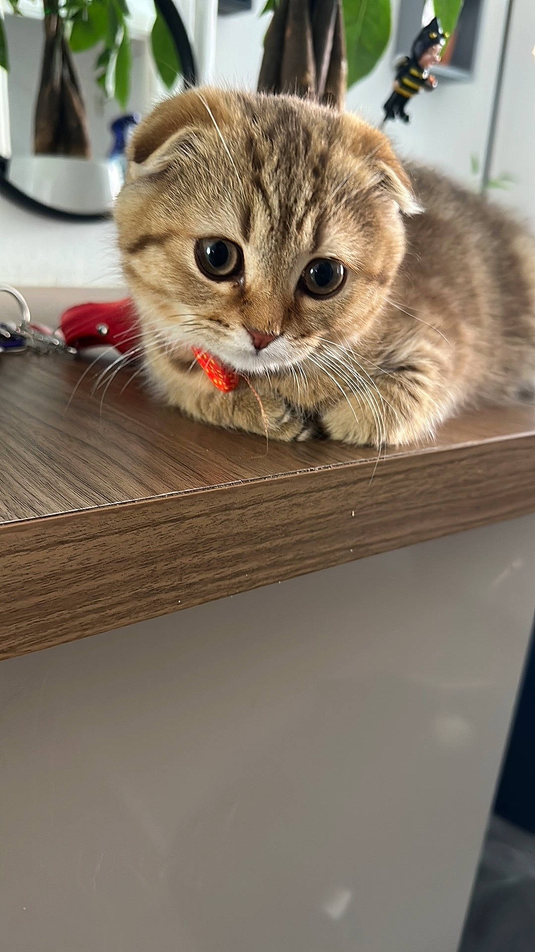 Ernie joined the competition — help win amazing prizes! carnivore, cat, cat_supply, claw, comfort, domestic_short_haired_cat, fawn, felidae, fur, kitchen_utensil, paw, pet_supply, plate, rectangle, small_to_medium_sized_cats, snout, tableware, terrestrial_animal, whiskers, wood