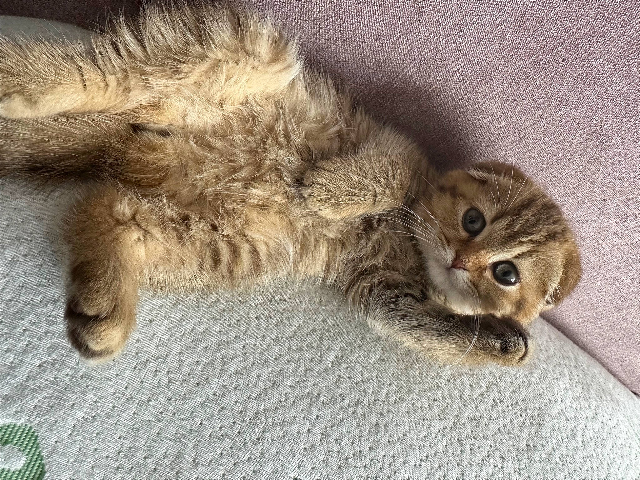 Ernie joined the competition — help win amazing prizes! carnivore, cat, claw, comfort, domestic_short_haired_cat, fawn, felidae, fur, nap, paw, small_to_medium_sized_cats, snout, tail, terrestrial_animal, whiskers, wood