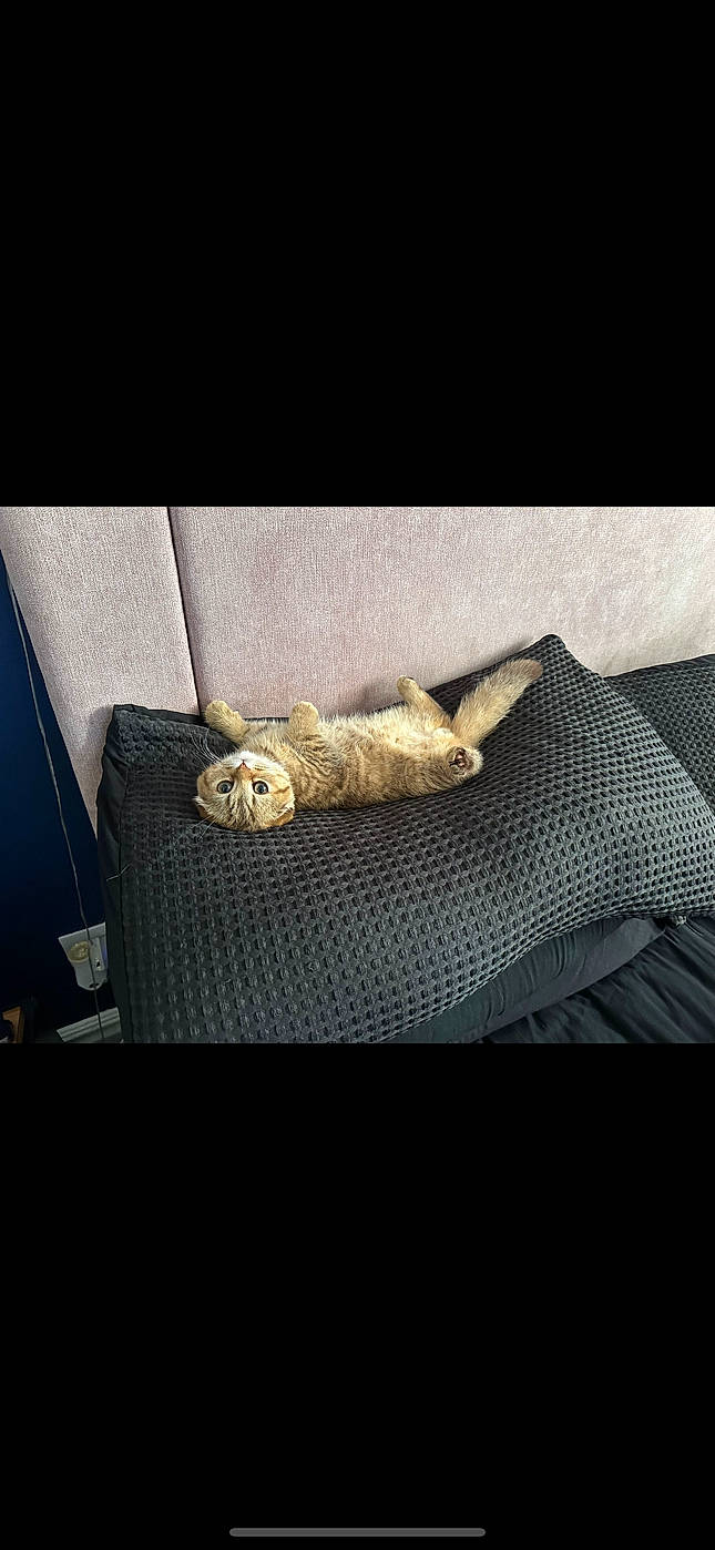 Ernie joined the competition — help win amazing prizes! bag, carnivore, cloud, comfort, companion_dog, fashion_accessory, felidae, fur, grey, human_leg, linens, luggage_and_bags, metal, rectangle, small_to_medium_sized_cats, sportswear, textile, tints_and_shades, vehicle_door, wood